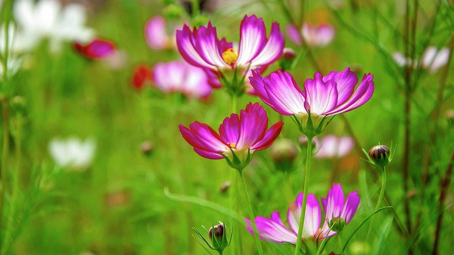 Dự báo thời tiết ngày 19/8/2025: Mưa to và dông