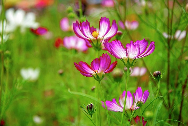 Dự báo thời tiết đêm nay và ngày mai 19/8: Hà Nội và các khu vực trên cả nước Dự báo thời tiết đêm nay và ngày mai 19/8: Hà Nội và các khu vực trên cả nước