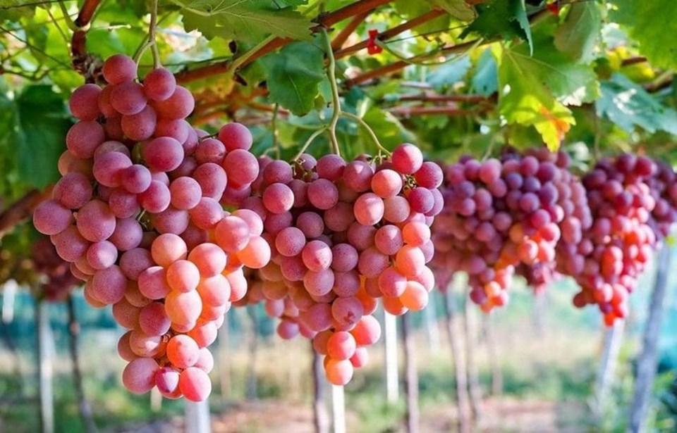 Nho - Loại quả nhỏ bé mang lại lợi ích lớn cho sức khỏe