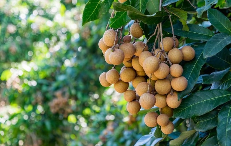 [Infographic] 6 lợi ích của quả nhãn với sức khỏe