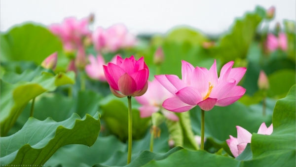 Dự báo thời tiết ngày 21/8/2025: Chiều tối có mưa rào và dông rải rác