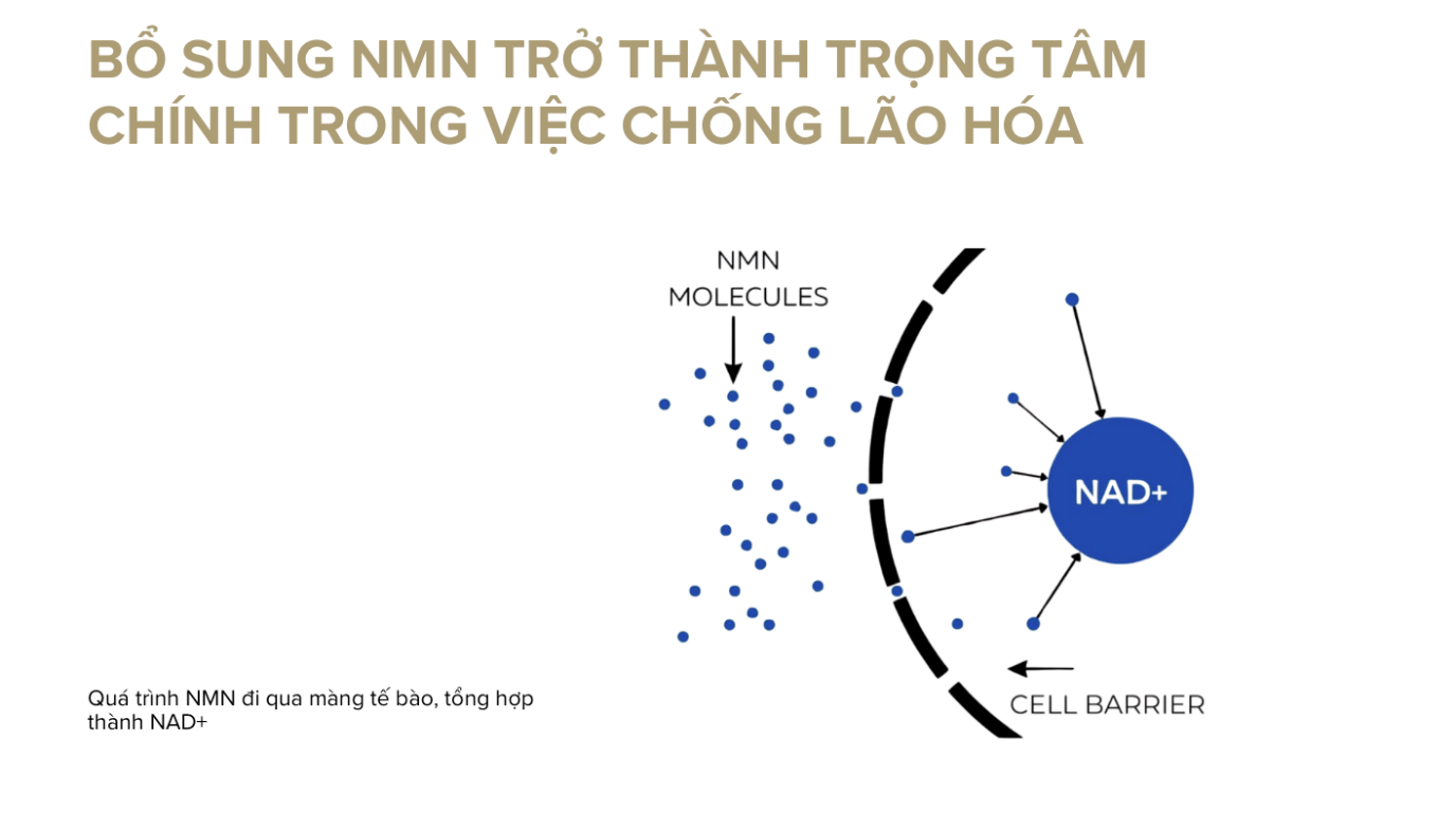 NAD⁺ – Phân tử chìa khóa trong y học chống lão hóa: Harvard và giới khoa học toàn cầu nói gì?
