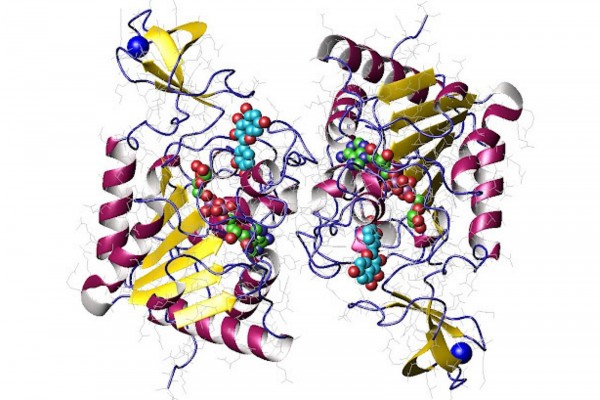 Từ sirtuin đến NAD⁺: 5 cơ chế sinh học giúp NMN hỗ trợ phòng ngừa bệnh tuổi già