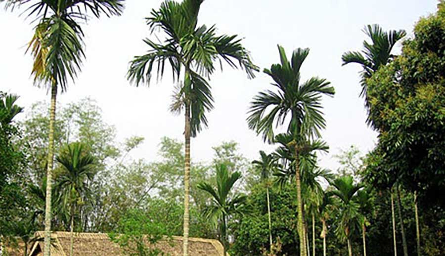 Hạt cau – vị thuốc dân gian chữa sốt rét, bí tiểu và bụng đầy trướng Hạt cau – vị thuốc dân gian chữa sốt rét, bí tiểu và bụng đầy trướng