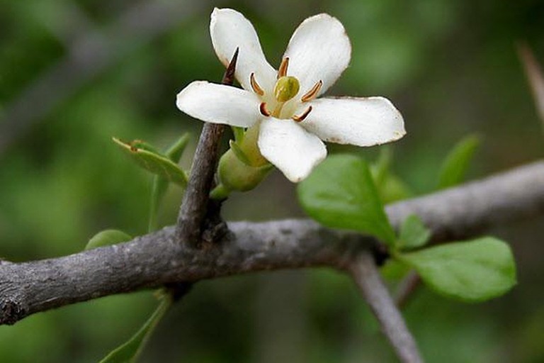 Những lưu ý khi dùng cây tu hú làm thuốc