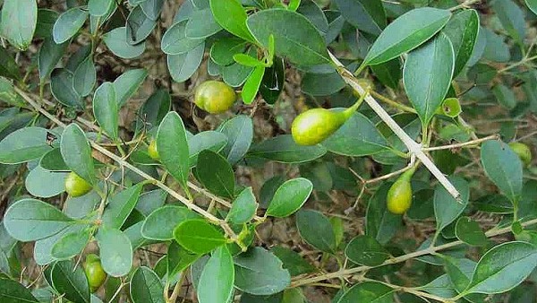 Những lưu ý khi dùng cây tu hú làm thuốc