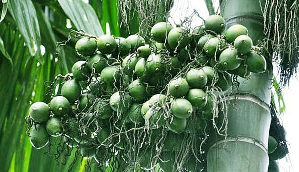 Hạt cau – vị thuốc dân gian chữa sốt rét, bí tiểu và bụng đầy trướng