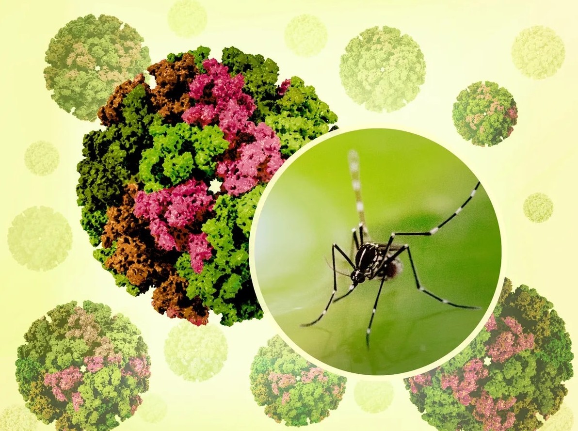 Việt Nam chưa ghi nhận ca mắc Chikungunya