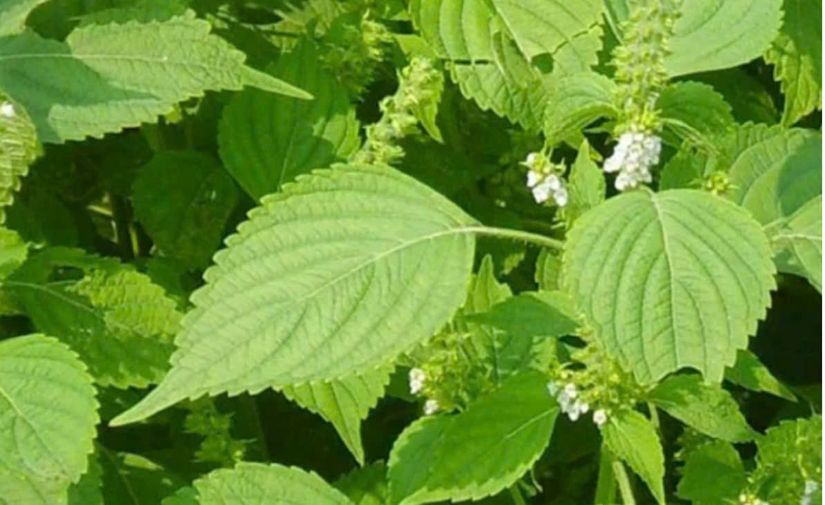 Rau kinh giới – Loại rau thơm giúp tăng cường sức khỏe và kéo dài tuổi xuân