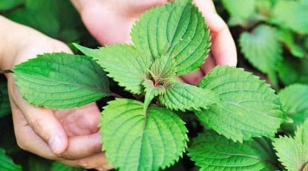 Rau kinh giới – Loại rau thơm giúp tăng cường sức khỏe và kéo dài tuổi xuân