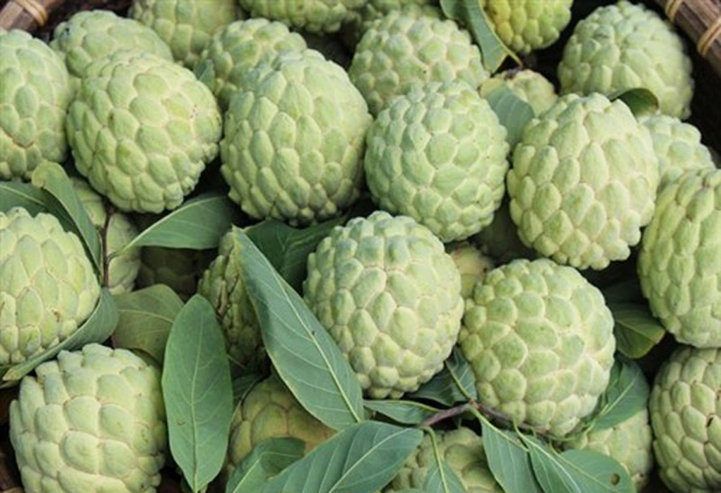 Quả na: Siêu thực phẩm với lợi ích sức khỏe đáng kinh ngạc và nhưng lưu ý khi sử dụng