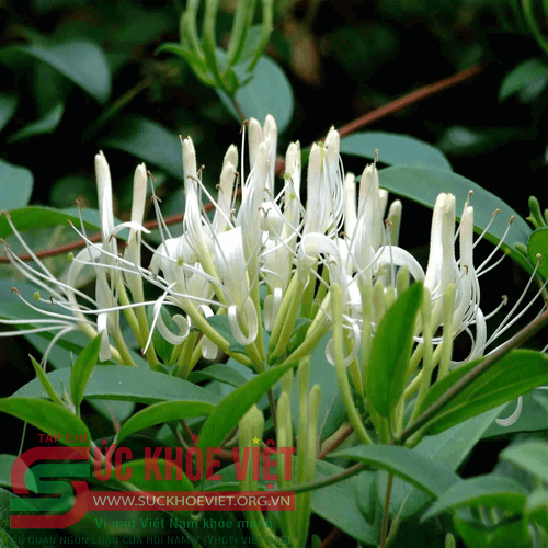 Bộ Y tế thu hồi toàn bộ dược liệu Kim ngân hoa của Hợp tác xã dược liệu Ninh Hiệp vì không đạt tiêu chuẩn chất lượng