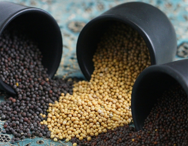 Hạt mù tạt: "Kho báu" dinh dưỡng nhỏ bé nhưng đầy giá trị