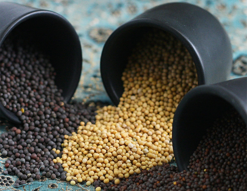 Hạt mù tạt: "Kho báu" dinh dưỡng nhỏ bé nhưng đầy giá trị