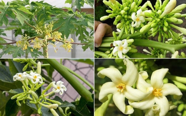 [Infographic] 10 bài thuốc từ hoa đu đủ đực