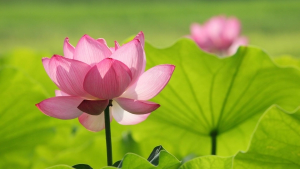 Dự báo thời tiết ngày 29/8/2025: Bắc và Trung Bộ có mưa dông