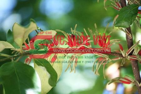 Nguy cơ từ dược liệu không rõ loài: Lô dược liệu “Tang ký sinh” nhập khẩu bị xử lý