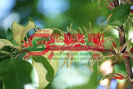 Nguy cơ từ dược liệu không rõ loài: Lô dược liệu “Tang ký sinh” nhập khẩu bị xử lý