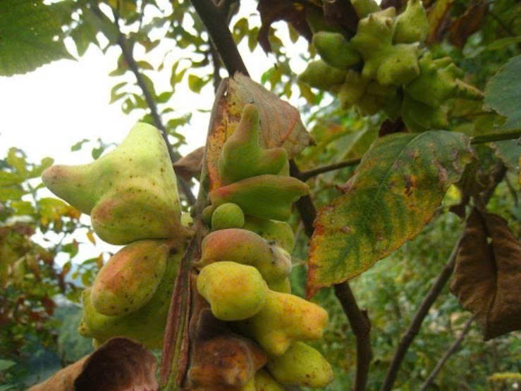 Một số bài thuốc có Ngũ bội tử Một số bài thuốc có Ngũ bội tử