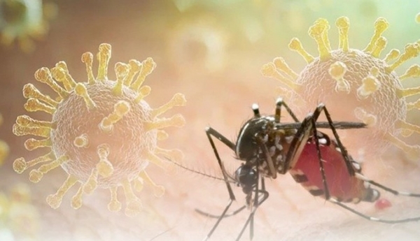 Nga ghi nhận ca sốt Chikungunya nhập cảnh đầu tiên