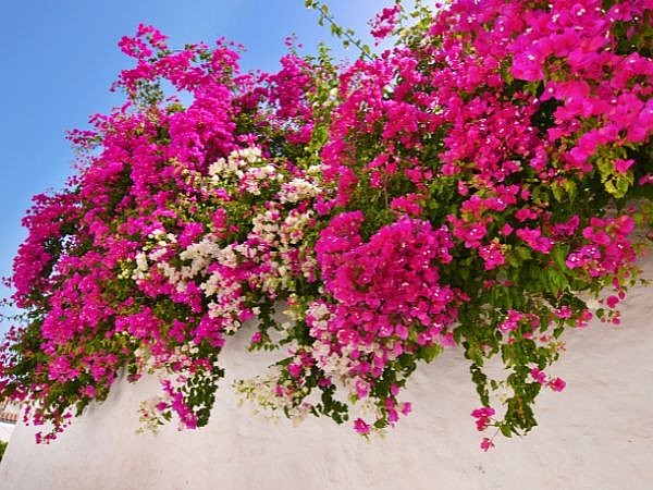 Bài thuốc từ hoa giấy – Dễ làm, hiệu quả bất ngờ