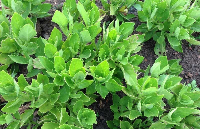 Bầu đất không chỉ là một loại rau ăn mà còn là một vị thuốc chữa bệnh