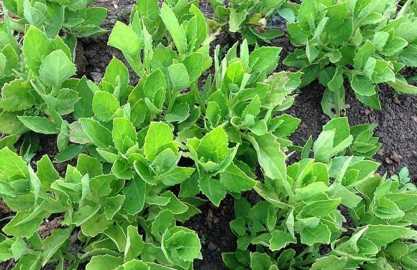 Công dụng chữa bệnh của cây bầu đất