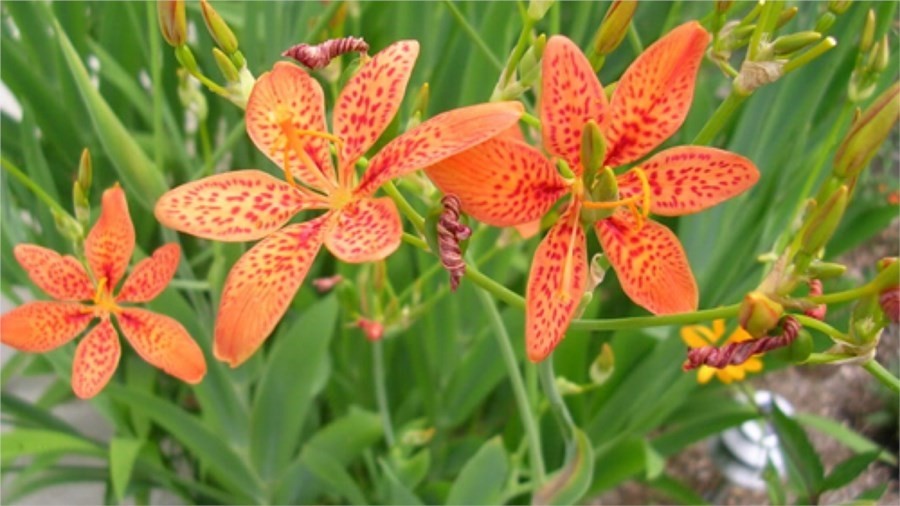 Trong dân gian, có khá nhiều cách chữa viêm họng hạt bằng cây rẻ quạt, có thể dùng riêng cây thuốc hoặc kết hợp với các loại dược liệu khác nhau.