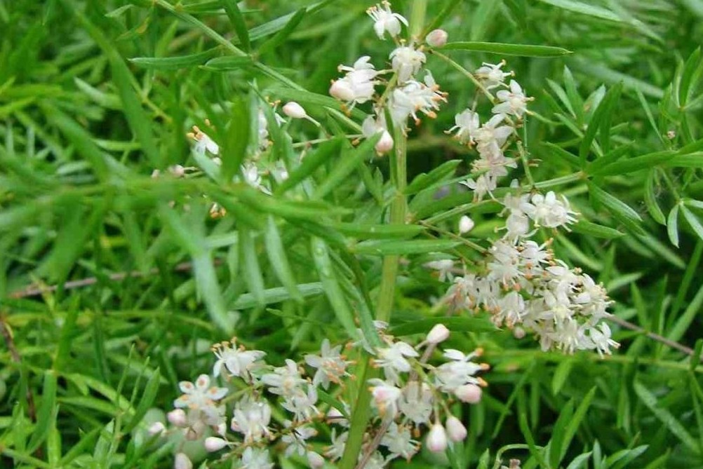 Thiên môn đông và những công dụng không ngờ