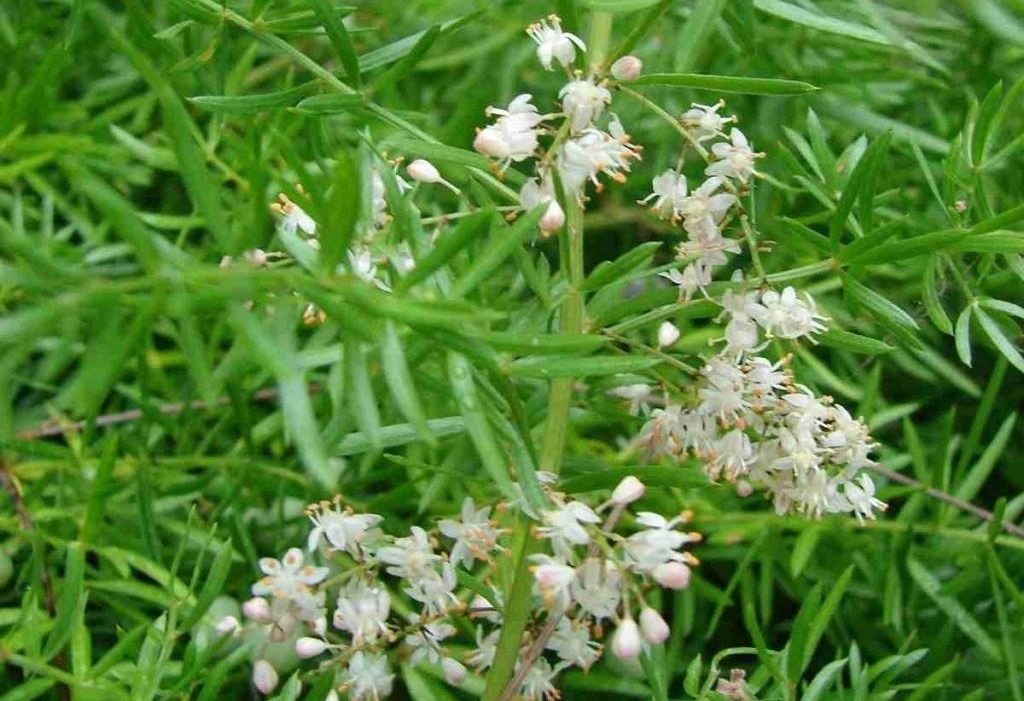 Thiên môn đông và những công dụng không ngờ