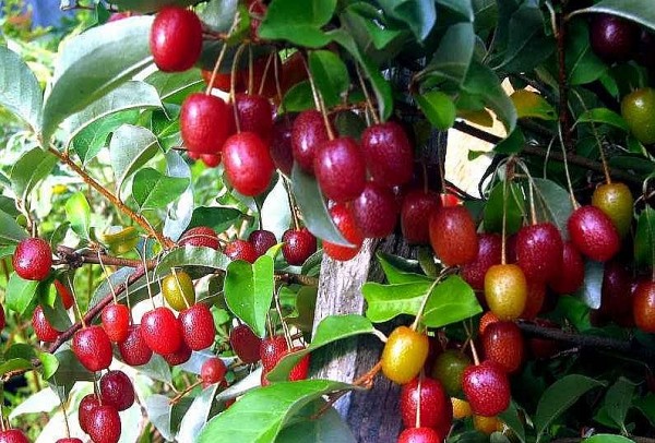 Những bài thuốc chữa bệnh từ cây nhót