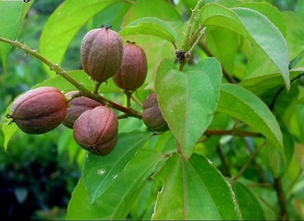 Các bài thuốc chữa bệnh từ dược liệu ba đậu và những lưu ý khi dùng