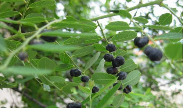 Chữa bệnh từ cây phèn đen