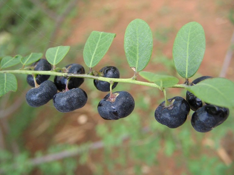 Cây phèn đen Cây phèn đen