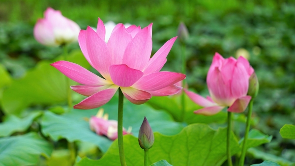 Dự báo thời tiết ngày 3/9/2025: Gió nhẹ, chiều tối mưa dông