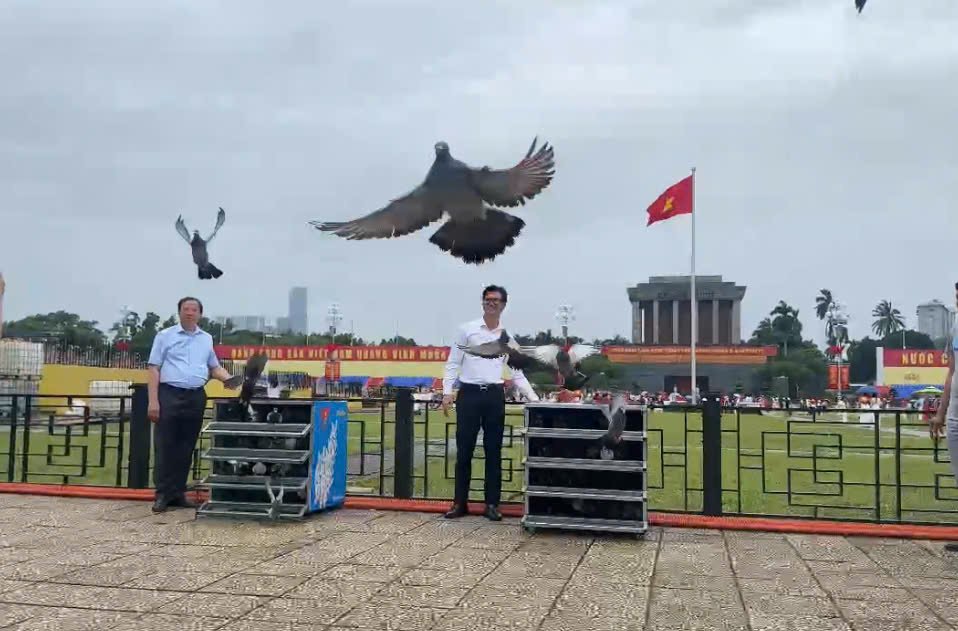 Bồ câu miền Nam bay trên bầu trời Ba Đình lịch sử: Thông điệp tri ân và khát vọng hòa bình