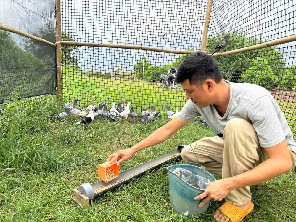 Bồ câu miền Nam bay trên bầu trời Ba Đình lịch sử: Thông điệp tri ân và khát vọng hòa bình