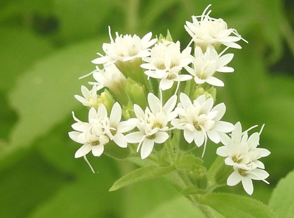 Nhật Bản tiến bộ trong nghiên cứu chất chống ung thư từ cỏ ngọt và lá chuối