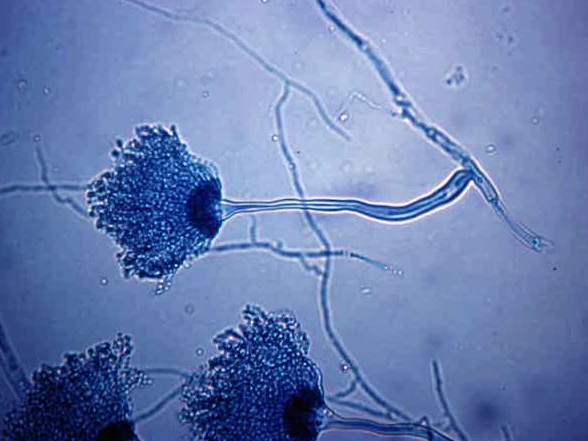 Phát hiện mới về tiềm năng điều trị ung thư từ các loại nấm