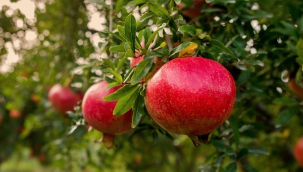 [Infographic] 8 lợi ích bất ngờ từ quả lựu