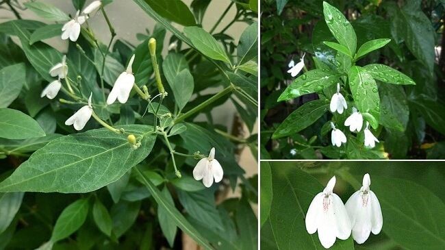 Một số bài thuốc từ cây bạch hạc Một số bài thuốc từ cây bạch hạc