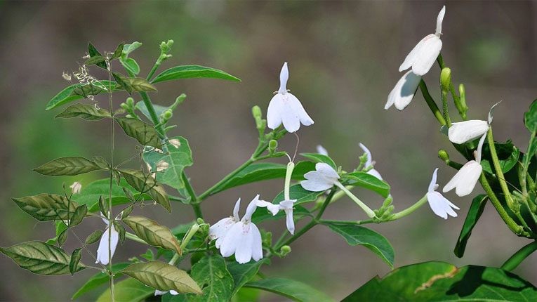 Một số bài thuốc từ cây bạch hạc Một số bài thuốc từ cây bạch hạc