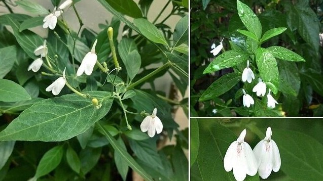 Một số bài thuốc từ cây bạch hạc