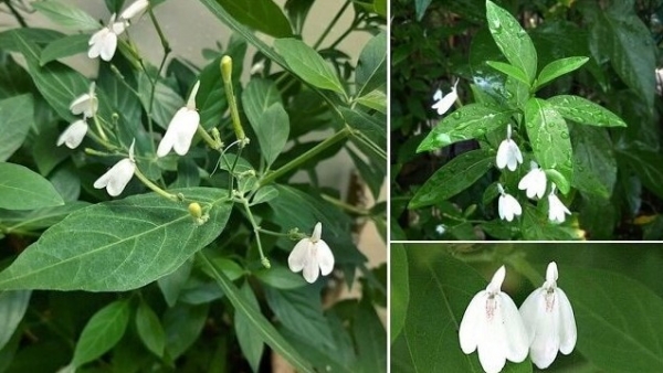 Một số bài thuốc từ cây bạch hạc