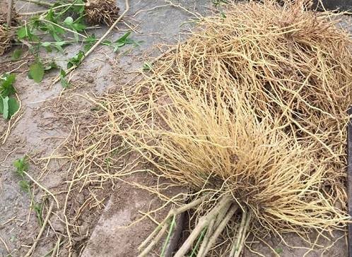 Một số bài thuốc từ cây bạch hạc Một số bài thuốc từ cây bạch hạc