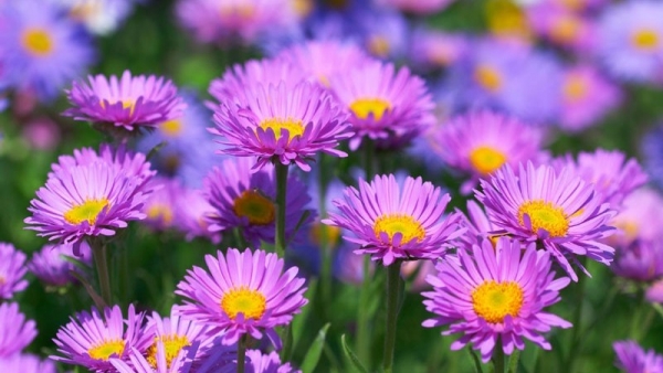 Dự báo thời tiết ngày 8/9/2025: Bắc Bộ nắng nóng, gió nhẹ