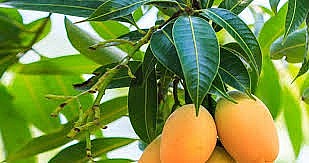 Lá xoài: "Thần dược" bị lãng quên với 6 công dụng bất ngờ cho sức khỏe