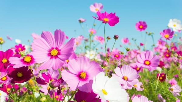 Dự báo thời tiết ngày 9/9/2025: Mưa rào và dông vài nơi