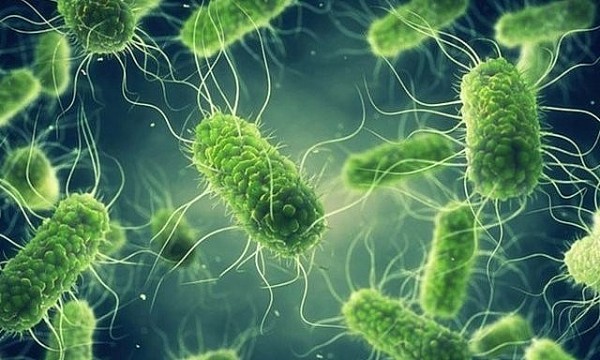 Salmonella - Thủ phạm quen thuộc gây ngộ độc thực phẩm và bệnh tiêu chảy