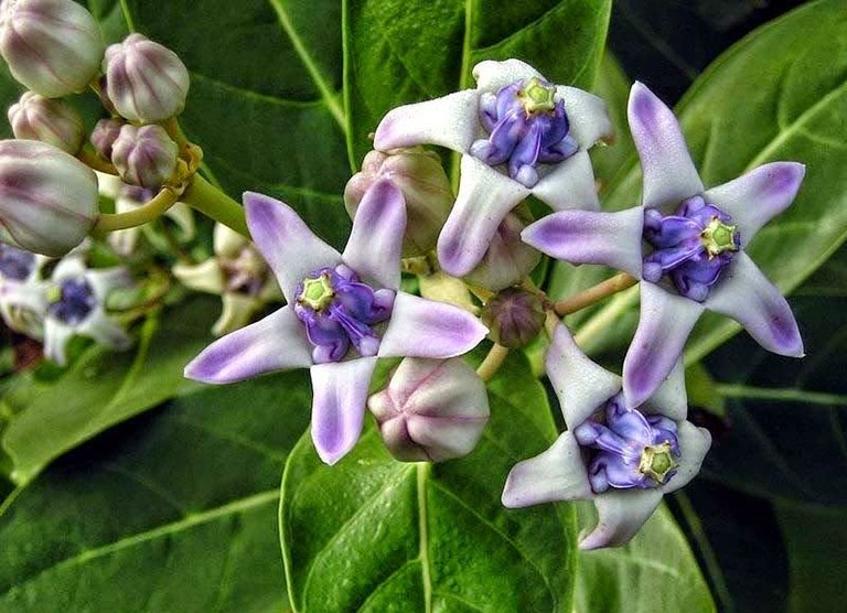 Cây bồng bồng chữa bệnh gì?